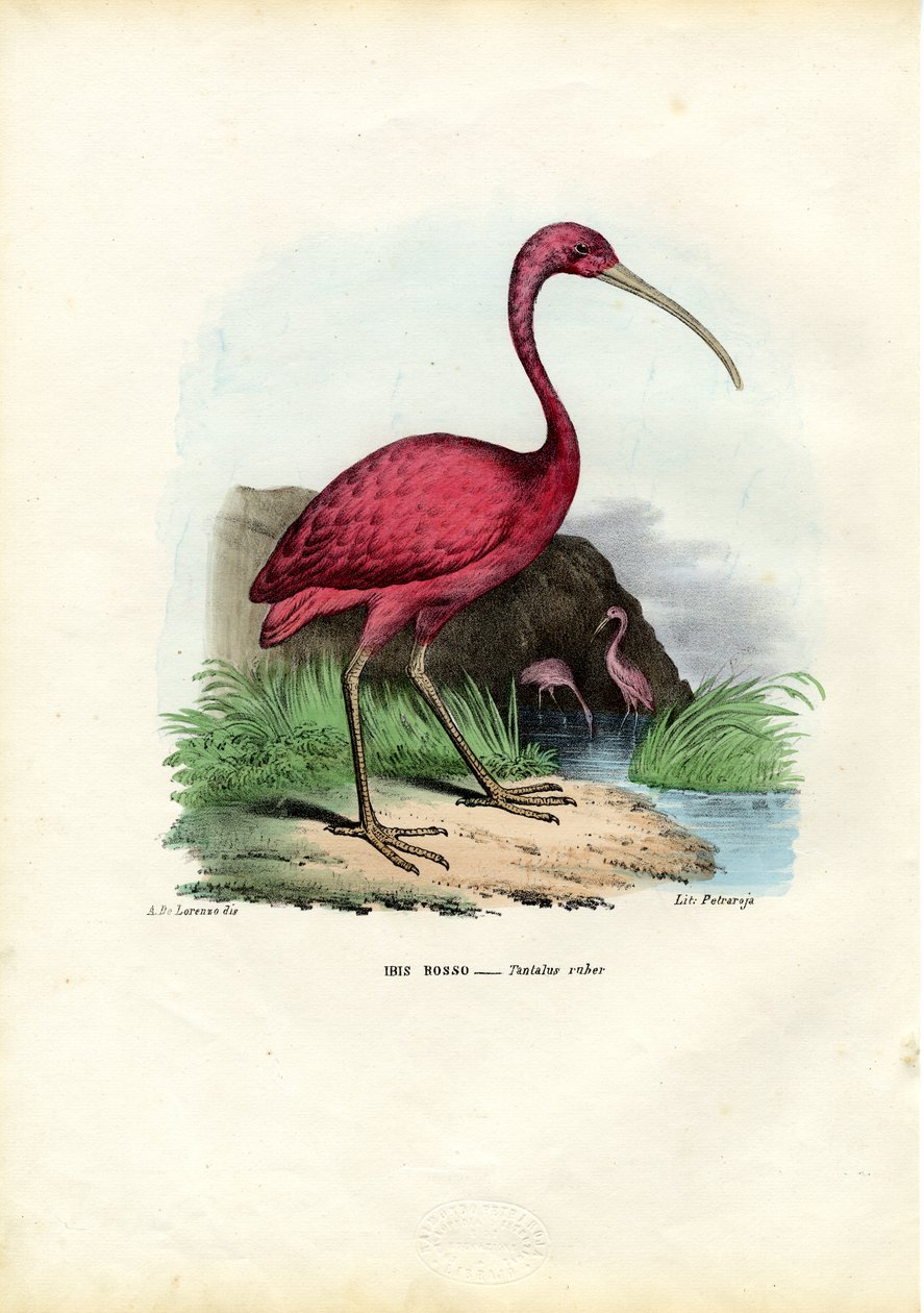 Ibis rouge, 1863-79 - Raimundo Petraroja