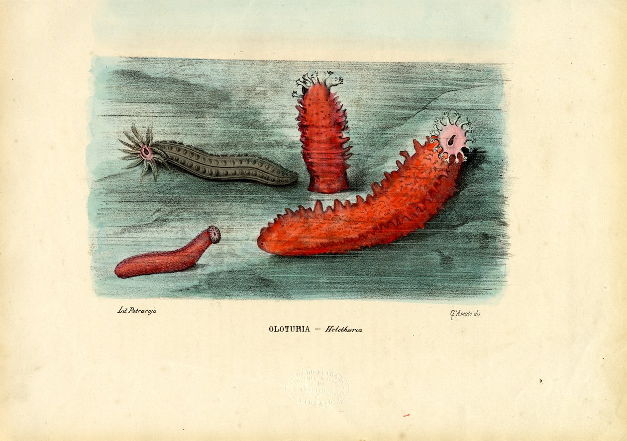 Concombre de mer, 1863-79 - Raimundo Petraroja