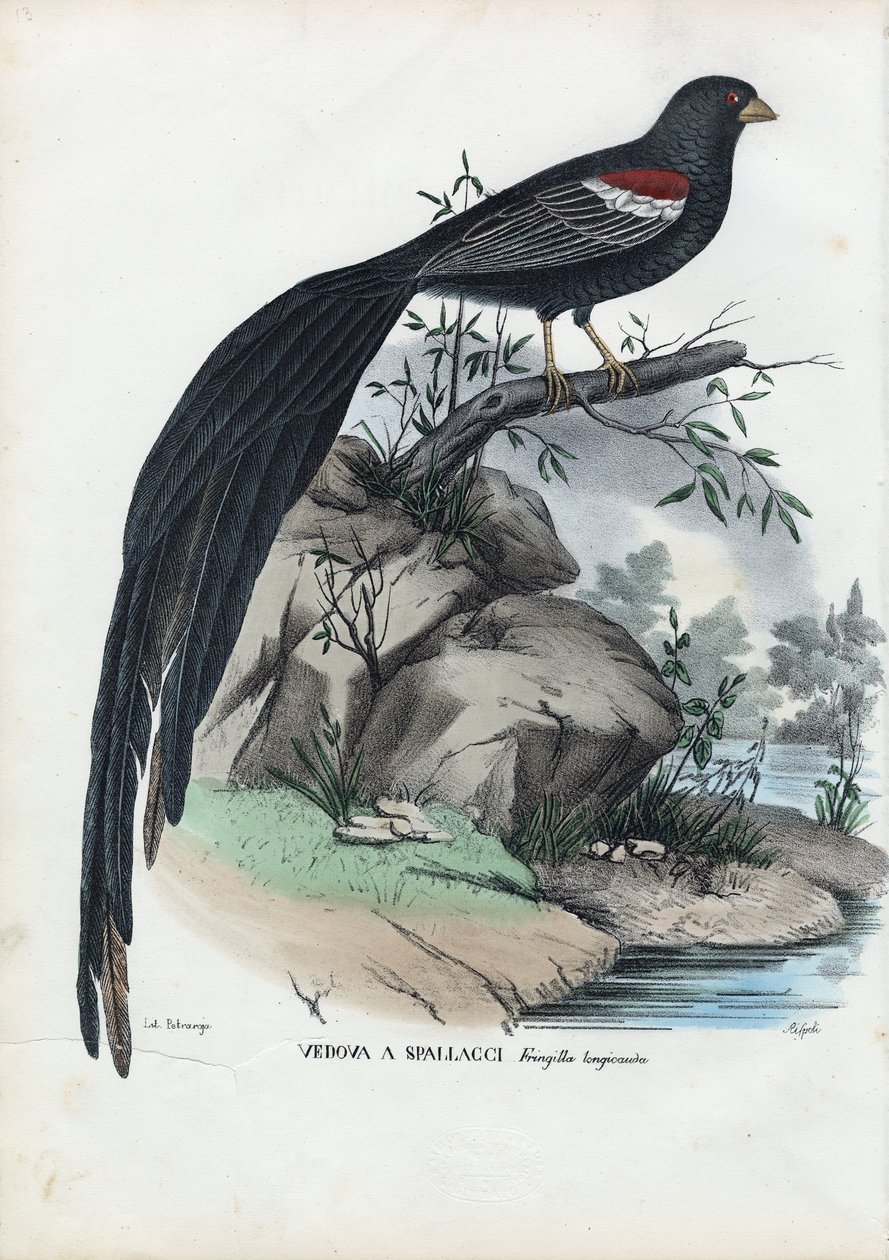 Pinson de Sibérie, 1863-79 - Raimundo Petraroja