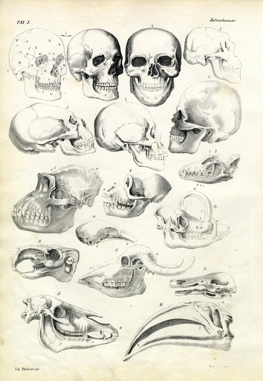 Crânes, 1863-79 - Raimundo Petraroja