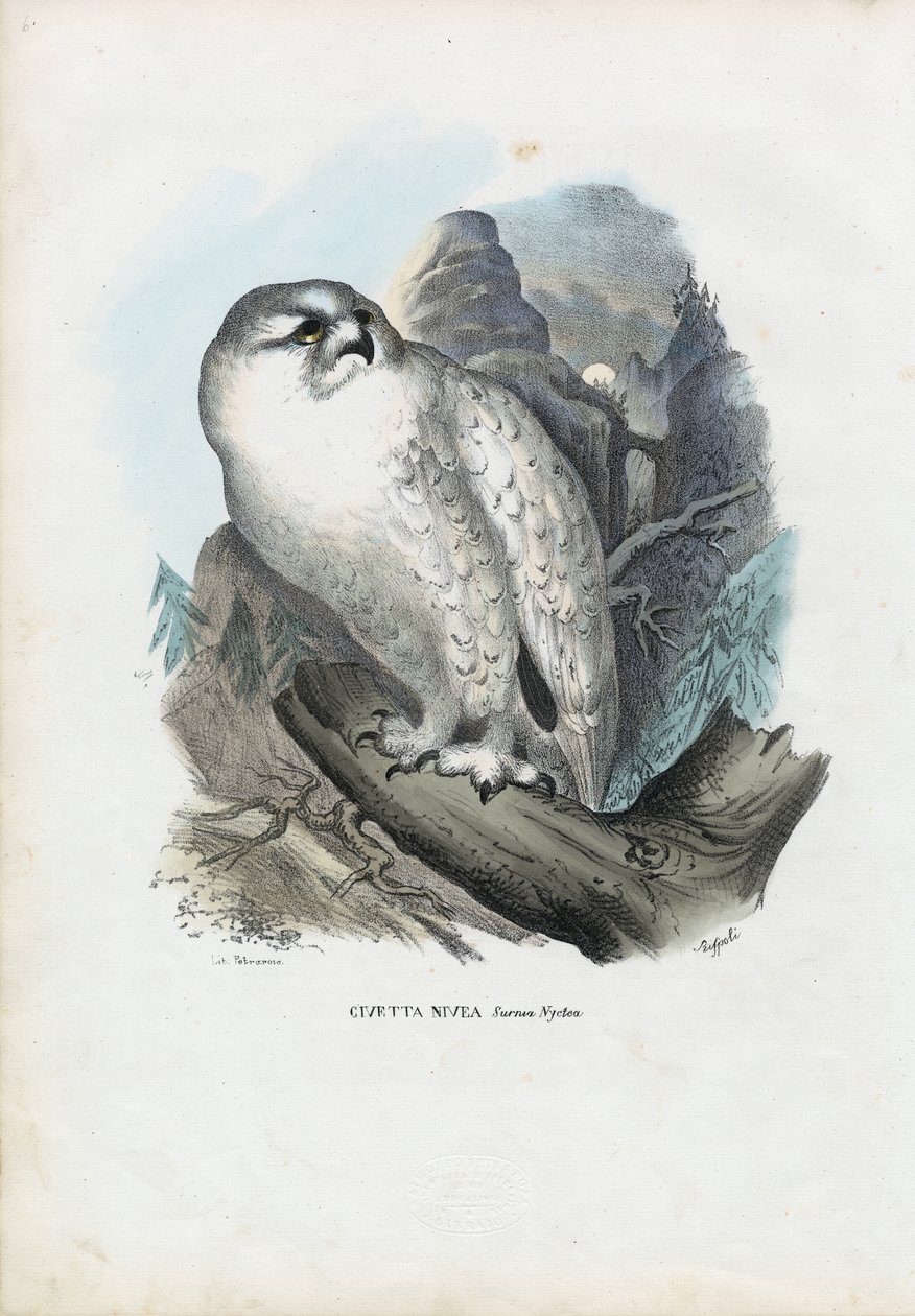 Harfang des neiges, 1863-79 - Raimundo Petraroja