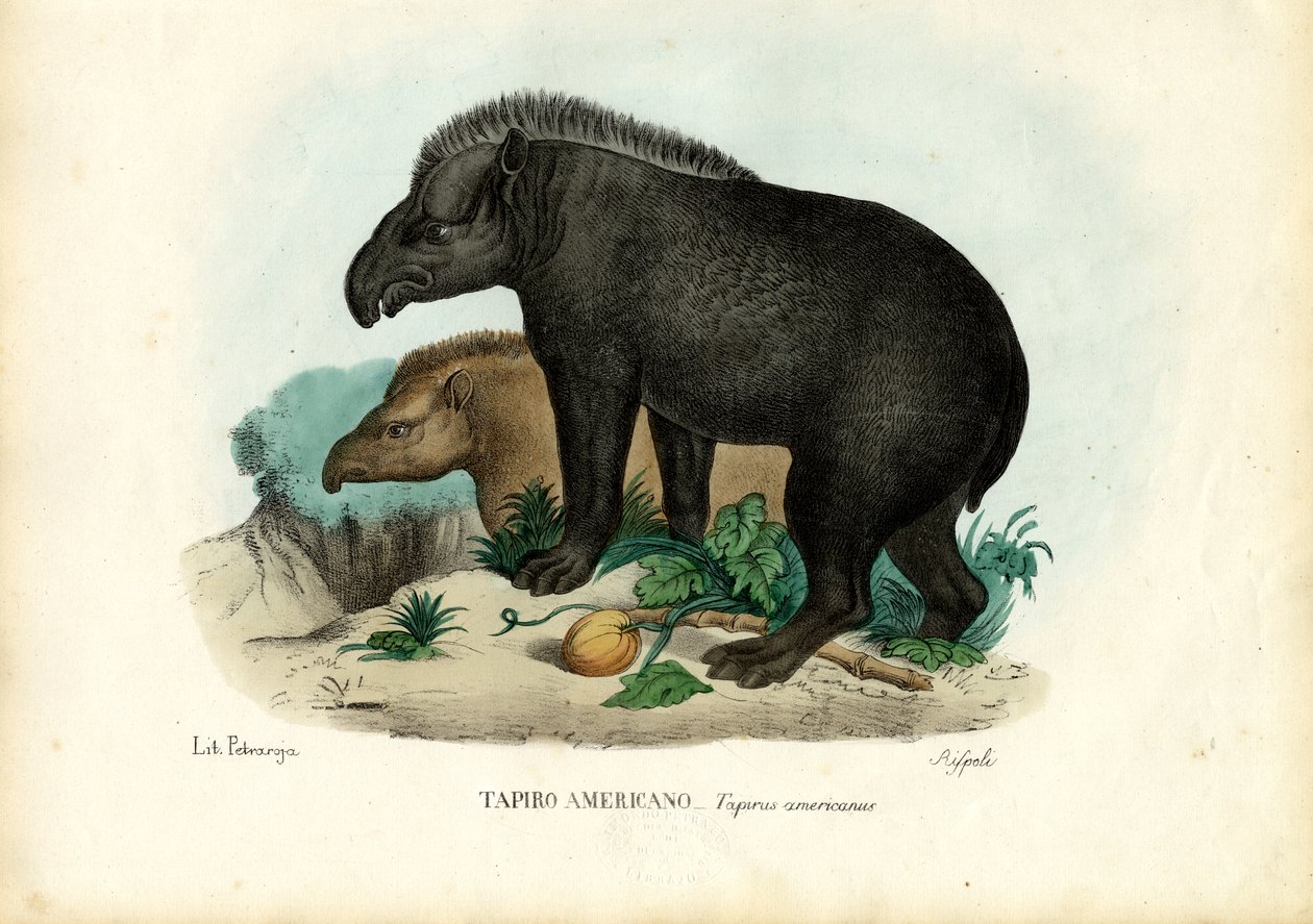 Tapir d