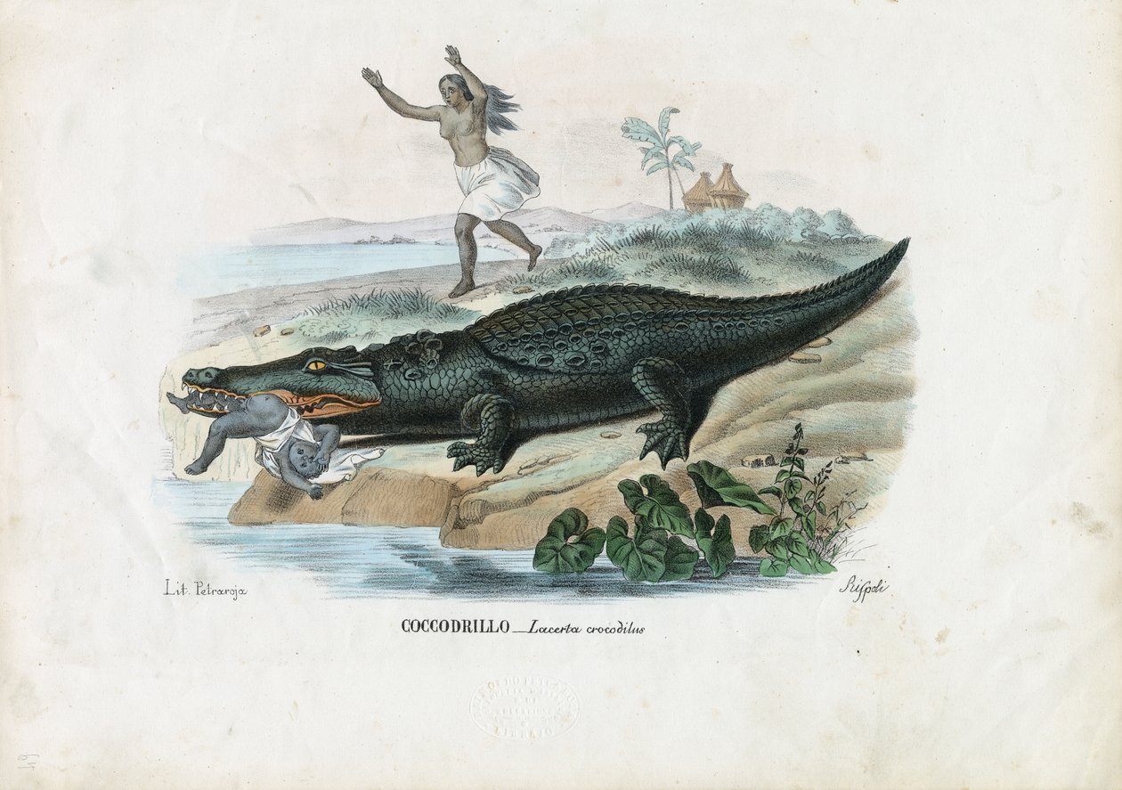 Caïman à lunettes, 1863-79 - Raimundo Petraroja
