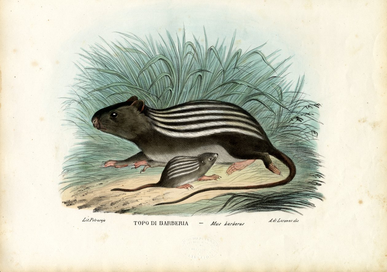 Souris rayée, 1863-79 - Raimundo Petraroja