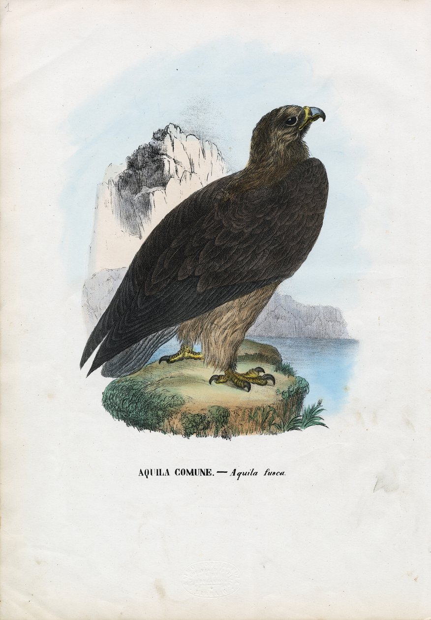 Aigle fauve, 1863-79 - Raimundo Petraroja