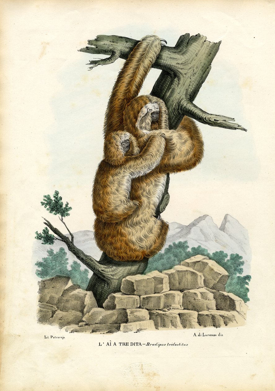 Paresseux à trois doigts, 1863-79 - Raimundo Petraroja