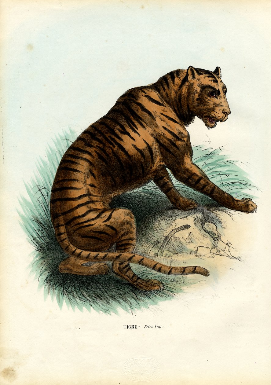 Tigre, 1863-79 - Raimundo Petraroja