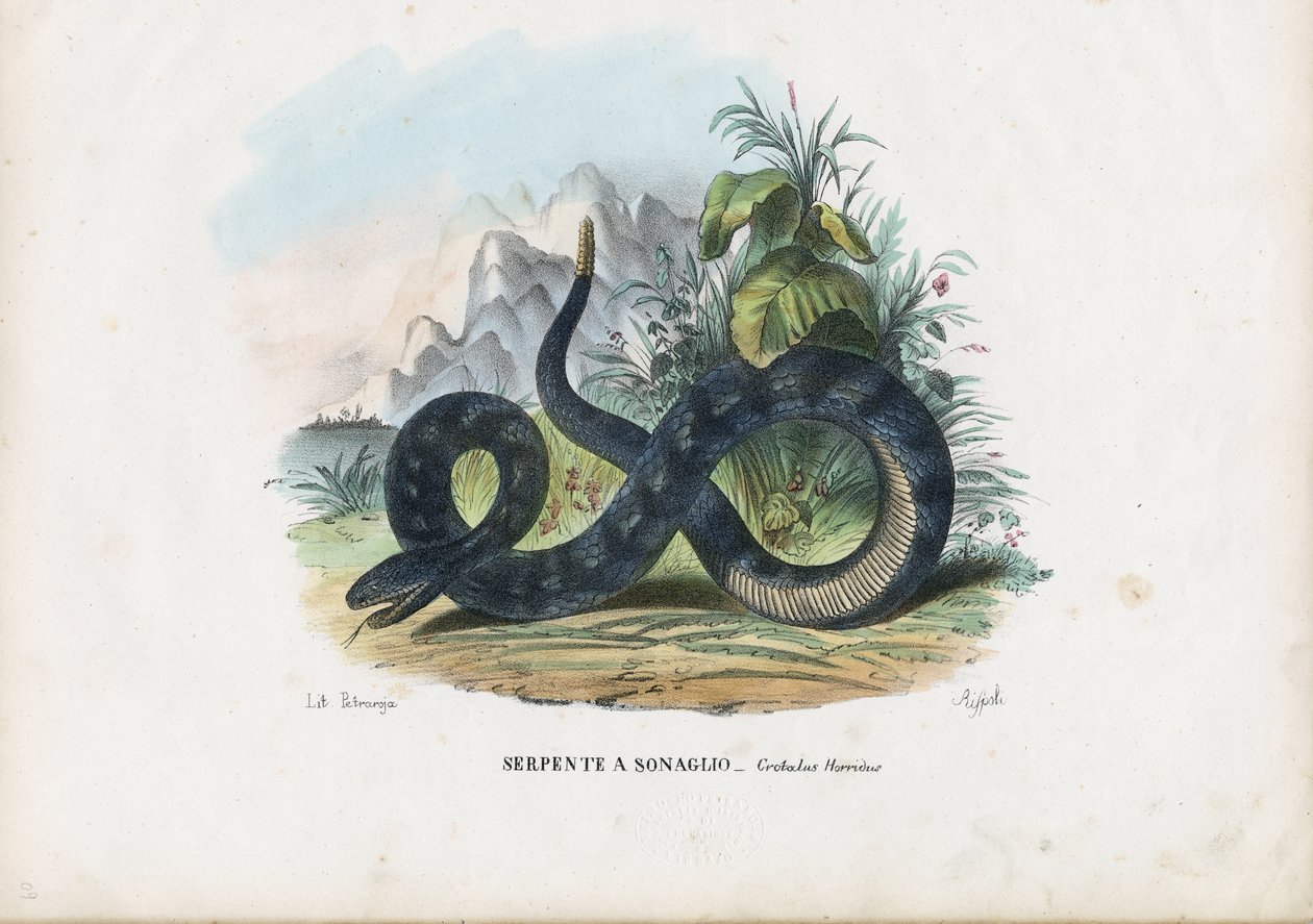 Serpent à sonnette des bois, 1863-79 - Raimundo Petraroja