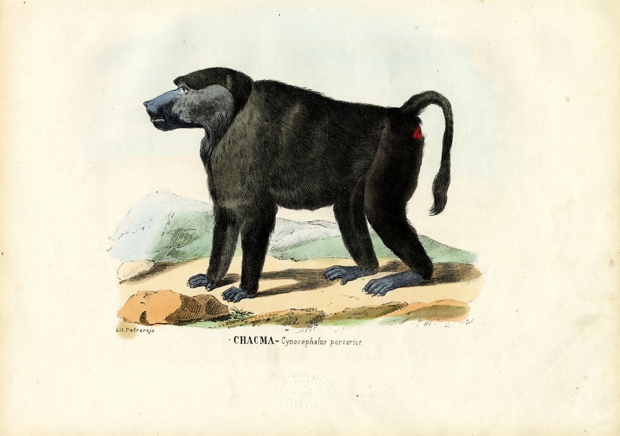 Babouin ursin, 1863-79 - Raimundo Petraroja
