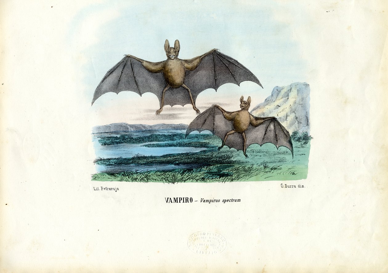 Chauve-souris vampire, 1863-79 - Raimundo Petraroja