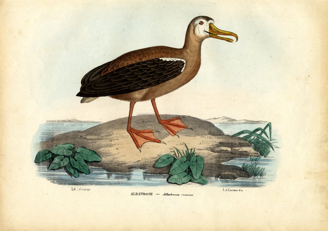Albatros Errant, 1863-79 - Raimundo Petraroja
