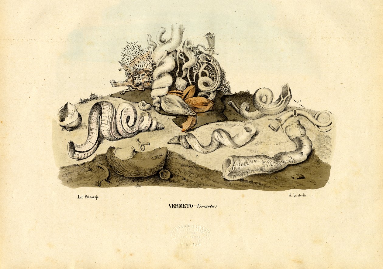Escargots de mer, 1863-79 - Raimundo Petraroja