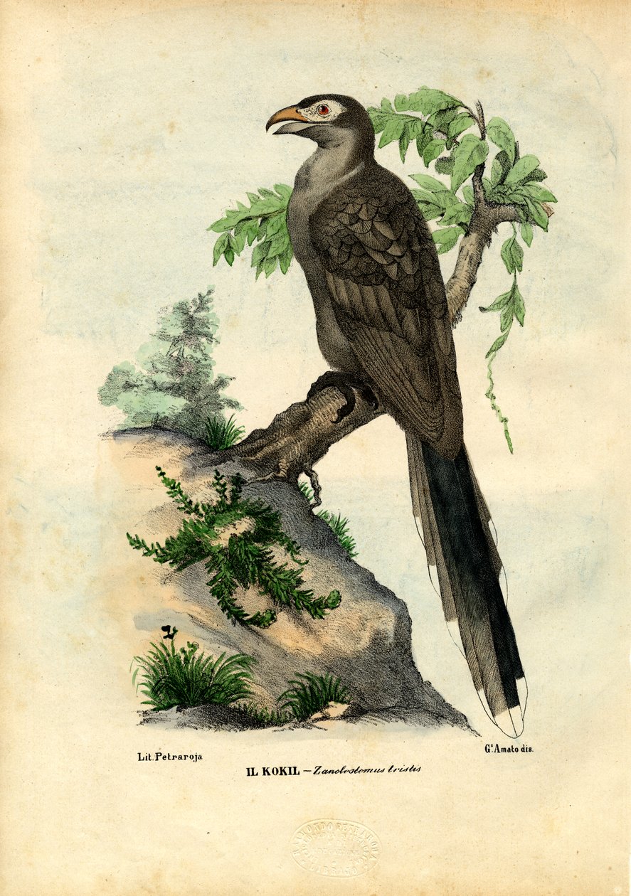 Coulicou à bec jaune, 1863-79 - Raimundo Petraroja