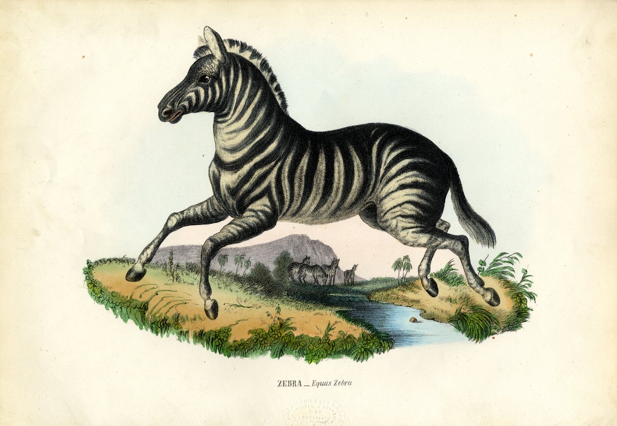 Zèbre, 1863-79 - Raimundo Petraroja