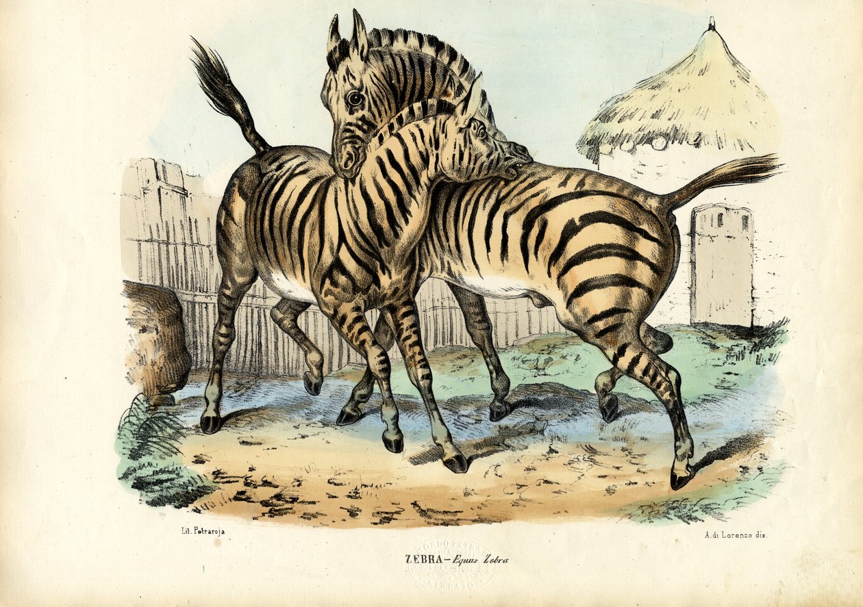 Zèbre, 1863-79 - Raimundo Petraroja