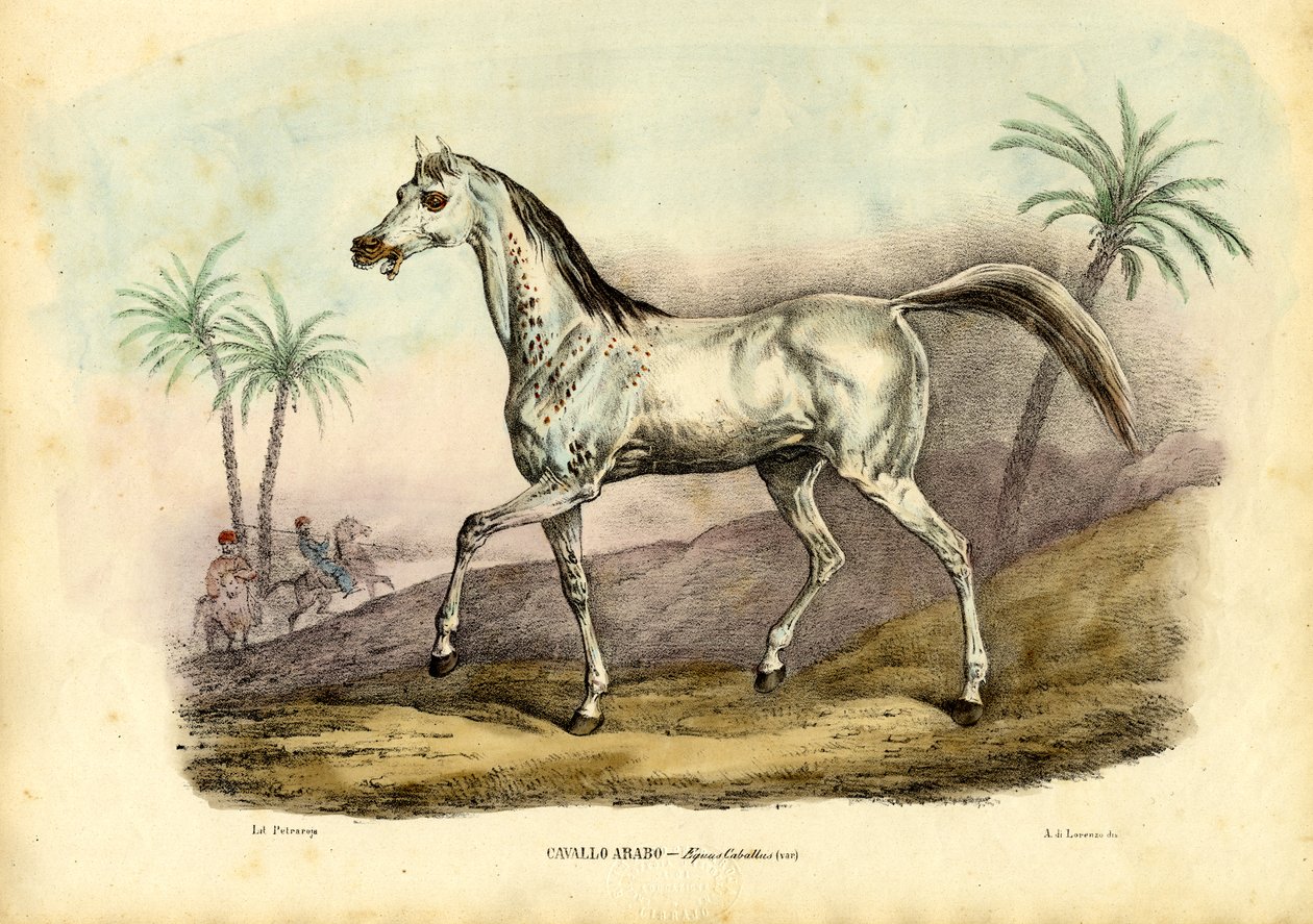 Cheval Arabe, 1863-79 - Raimundo Petraroja