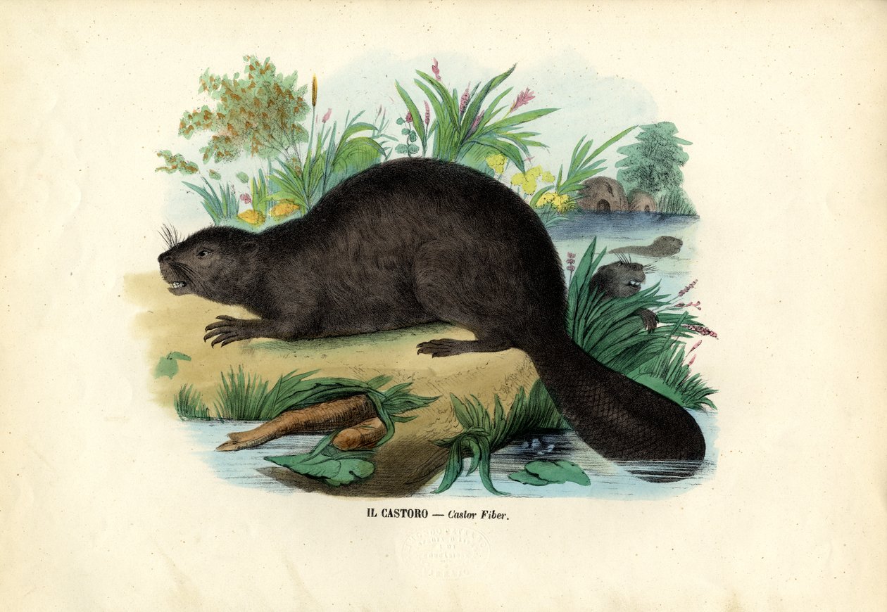 Castor - Raimundo Petraroja