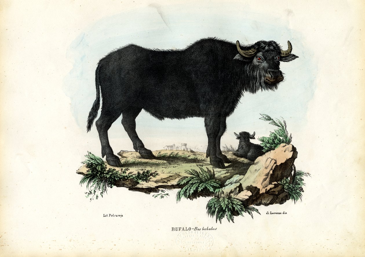 Buffle - Raimundo Petraroja