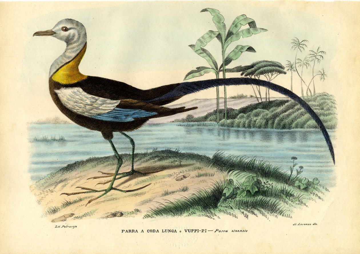 Jacana chinois, 1863-79 - Raimundo Petraroja
