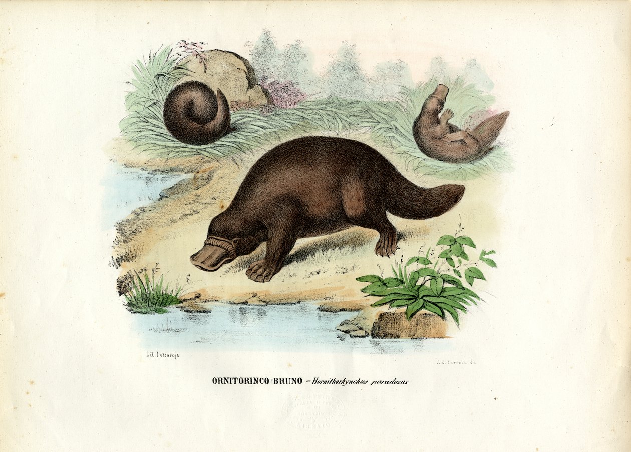 Ornithorynque, 1863-79 - Raimundo Petraroja