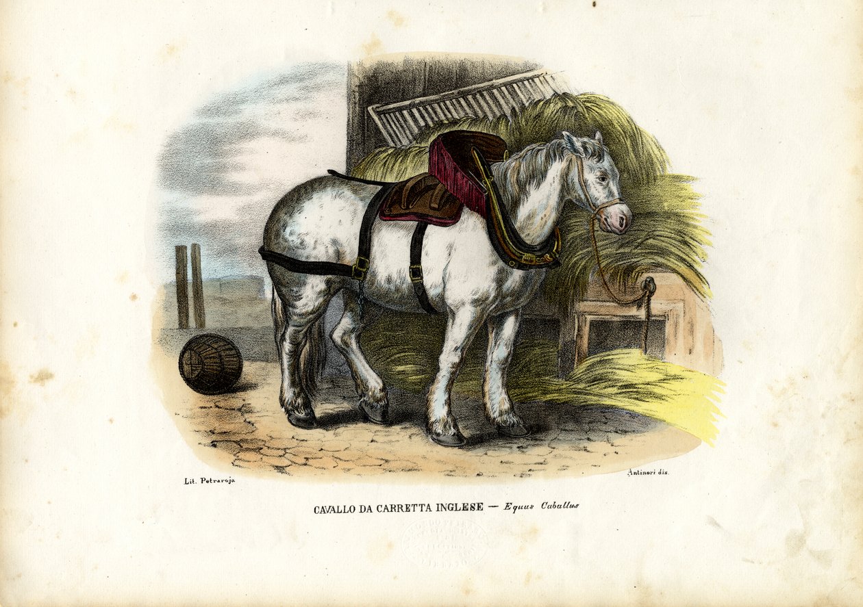 Cheval de ferme anglais, 1863-79 - Raimundo Petraroja