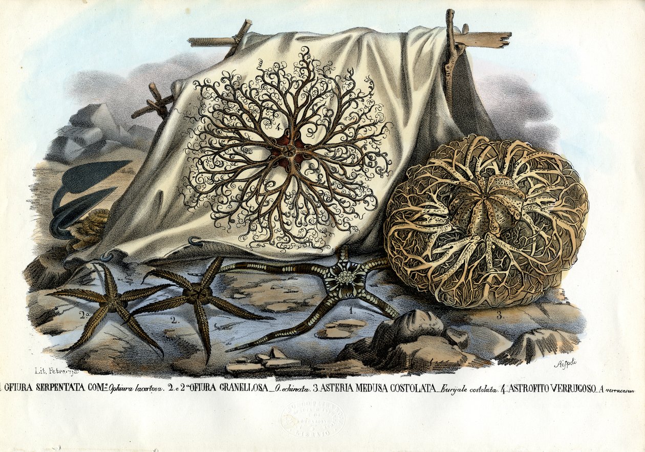 Tête de Gorgone, 1863-79 - Raimundo Petraroja
