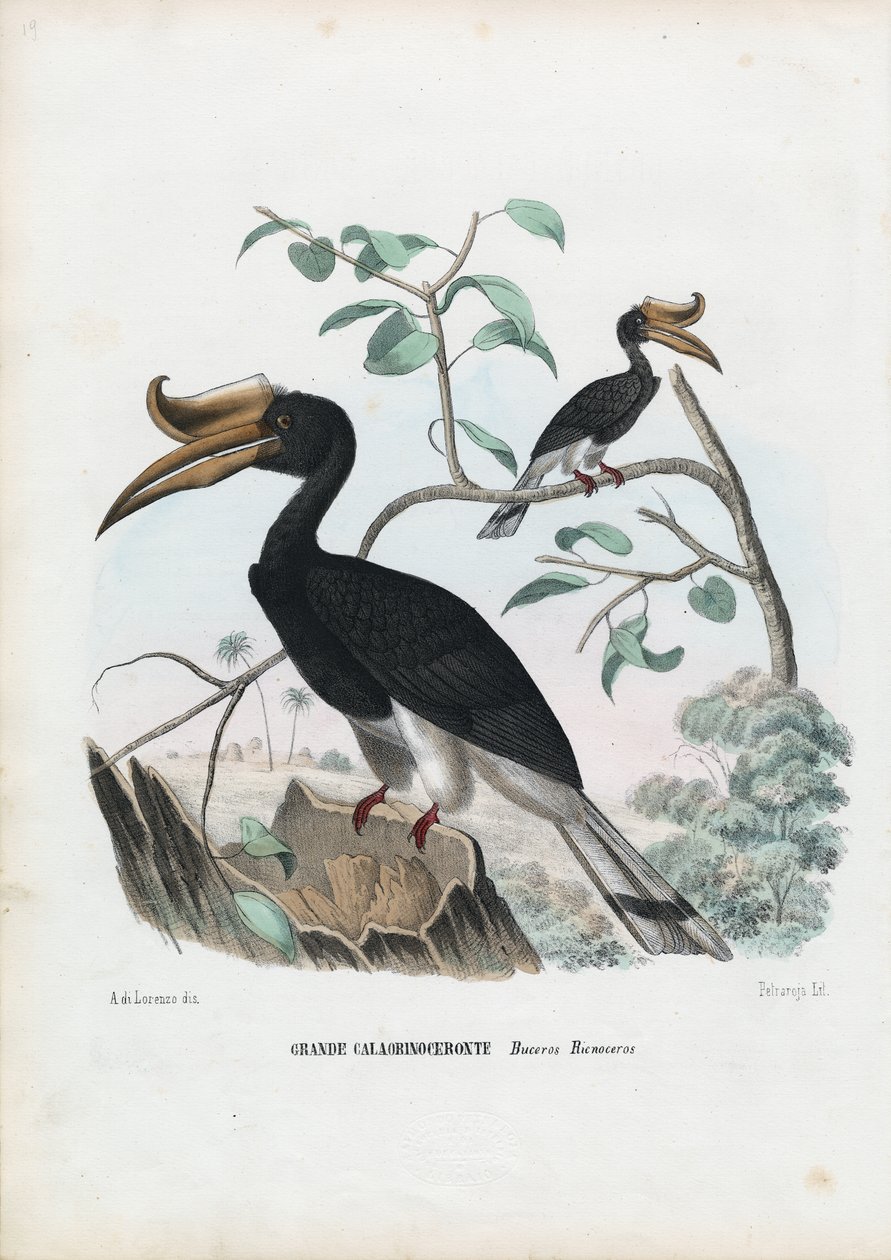 Grand calao, 1863-79 - Raimundo Petraroja