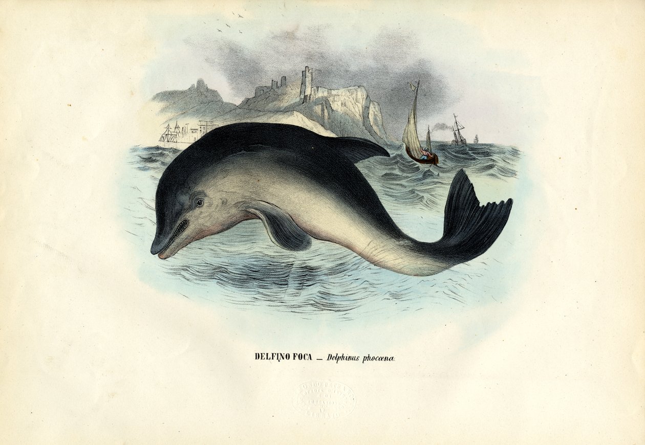 Marsouin commun, 1863-79 - Raimundo Petraroja