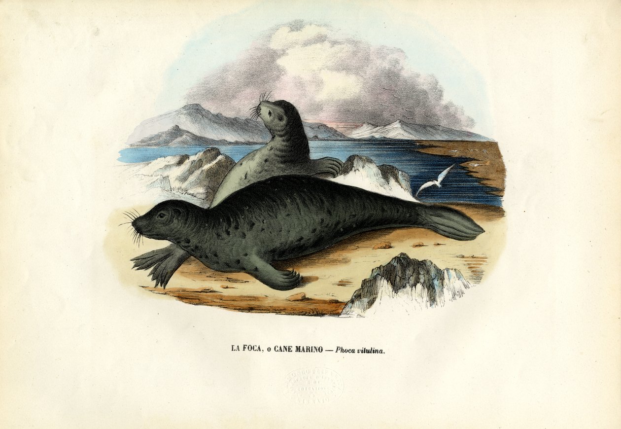 Phoque commun, 1863-79 - Raimundo Petraroja