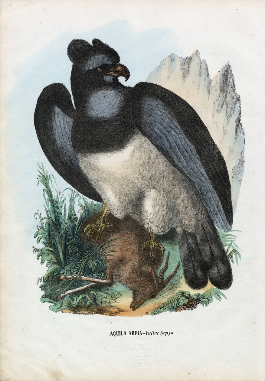 Aigle harpie, 1863-79 - Raimundo Petraroja