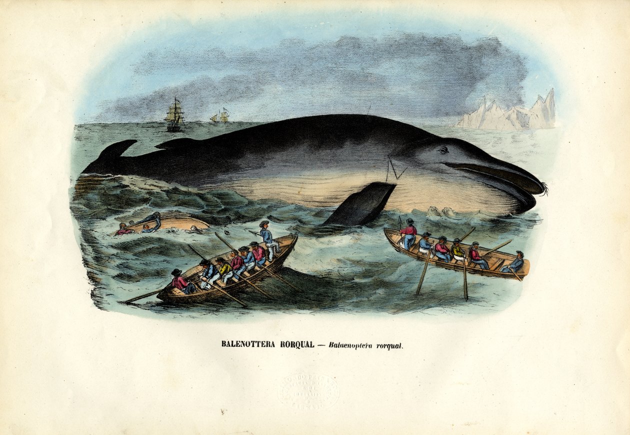 Baleine à bosse, 1863-79 - Raimundo Petraroja