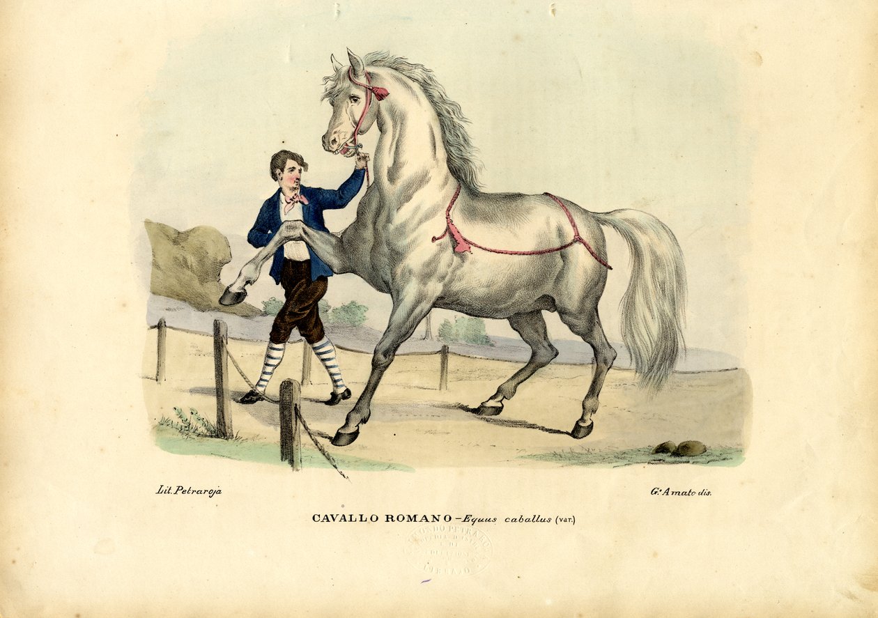 Cheval italien, 1863-79 - Raimundo Petraroja