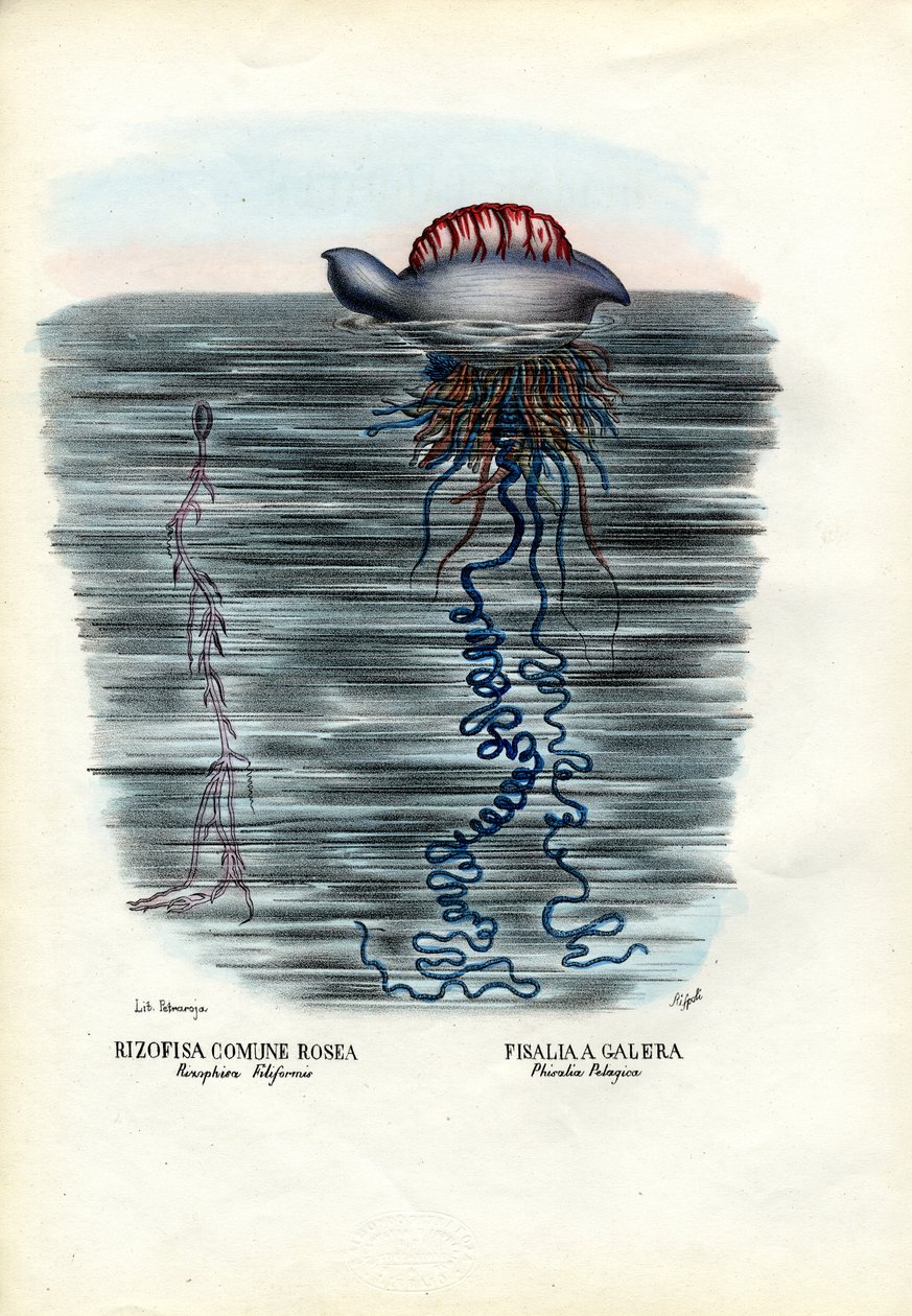 Méduses, 1863-79 - Raimundo Petraroja