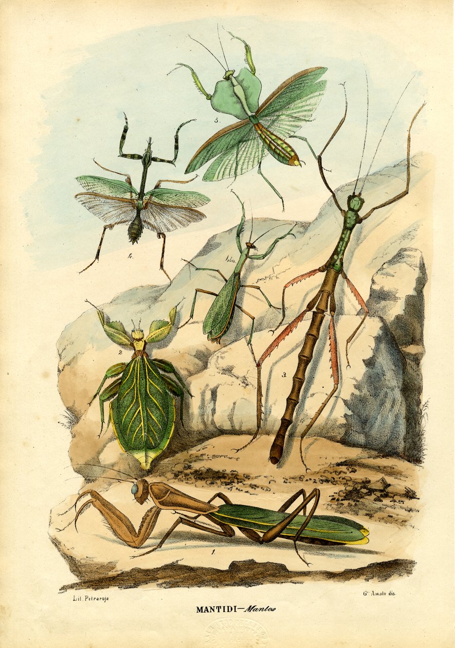 Insecte feuille, 1863-79 - Raimundo Petraroja