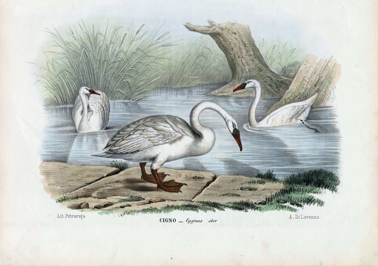 Cygne muet, 1863-79 - Raimundo Petraroja