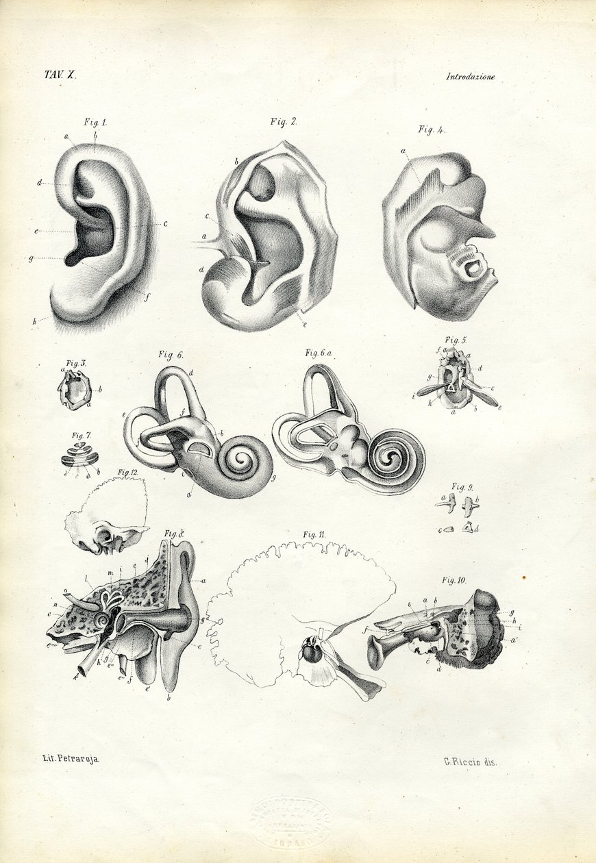 Organe de l