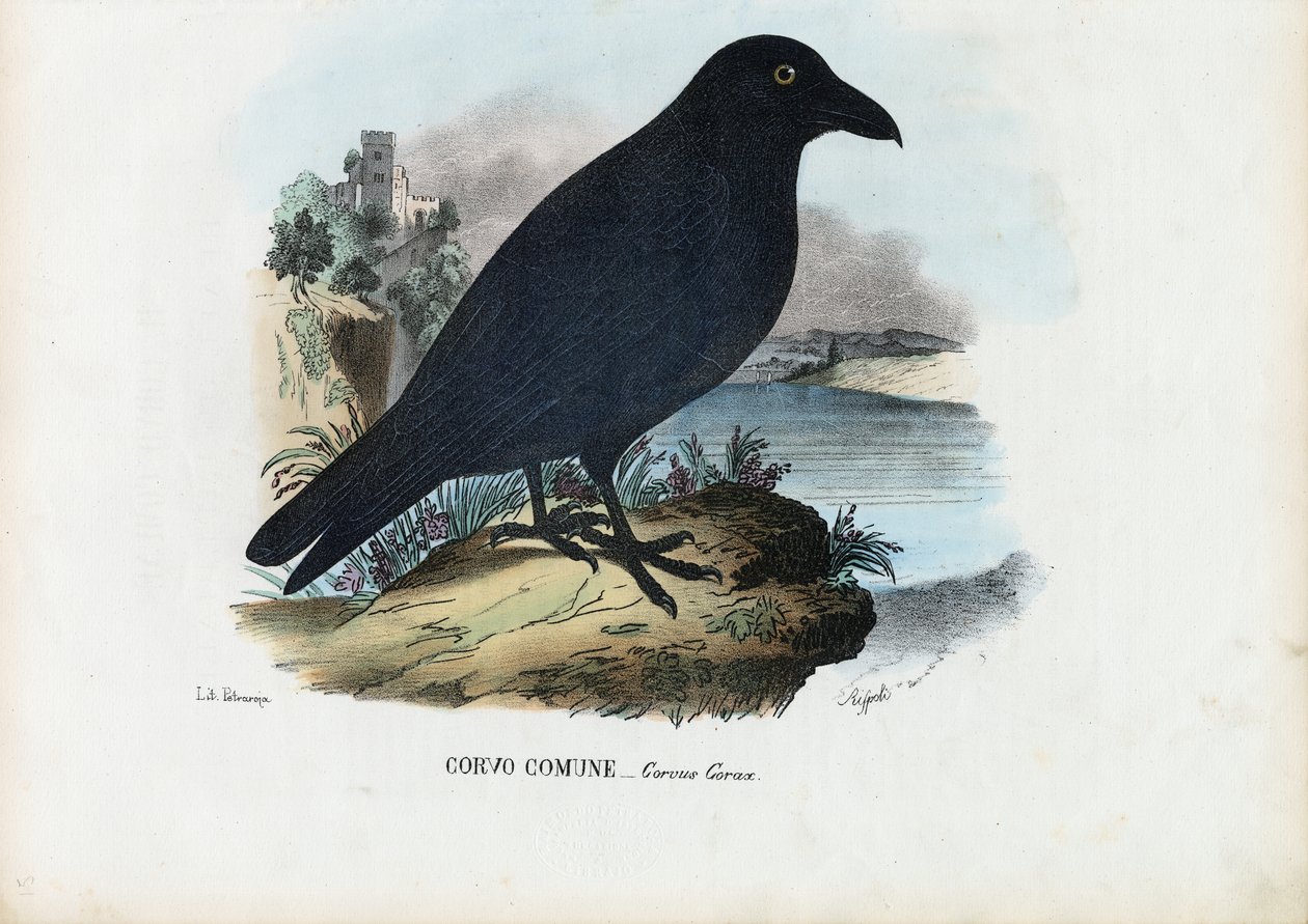 Corbeau, 1863-79 - Raimundo Petraroja