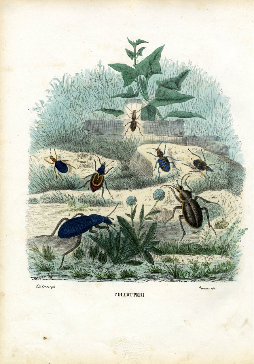 Tigres et Carabes, 1863-79 - Raimundo Petraroja