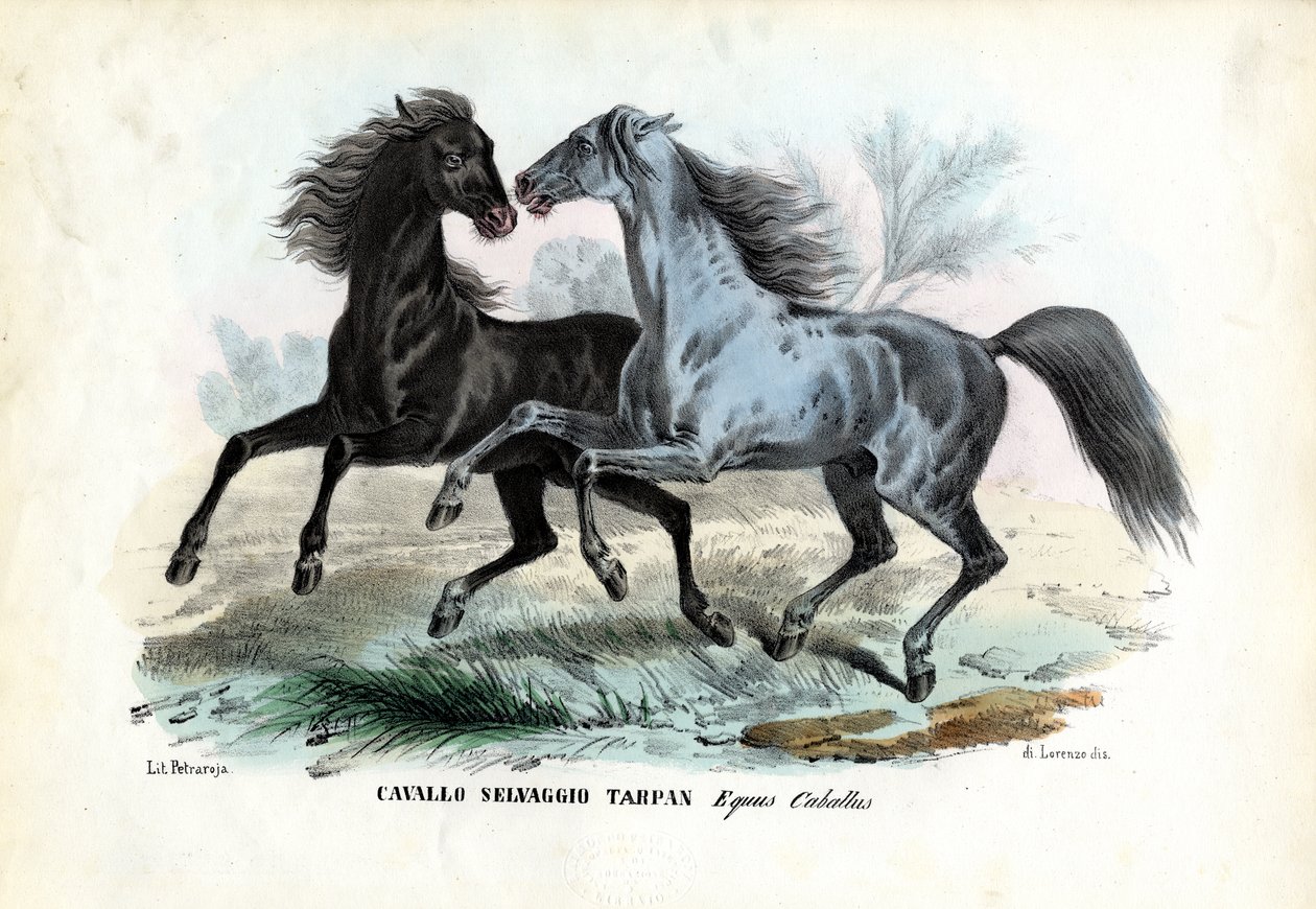 Chevaux sauvages - Raimundo Petraroja