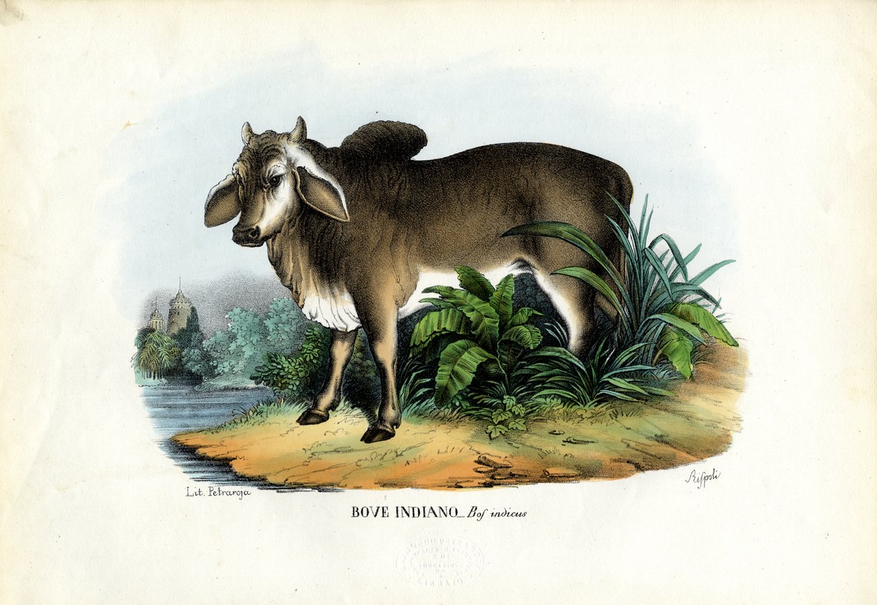 Zébu - Raimundo Petraroja