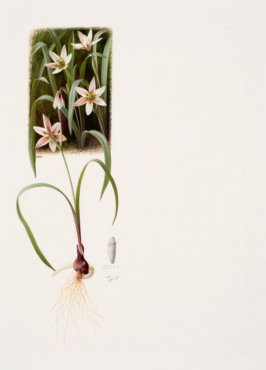 Amana edulis (huile sur papier) - Raymond Booth