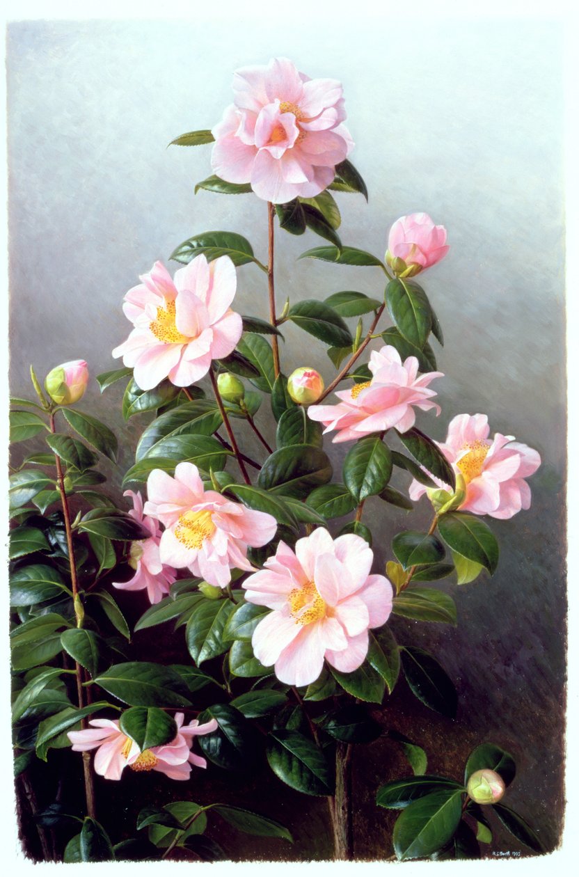 Camellia Japonica Variété - Raymond Booth
