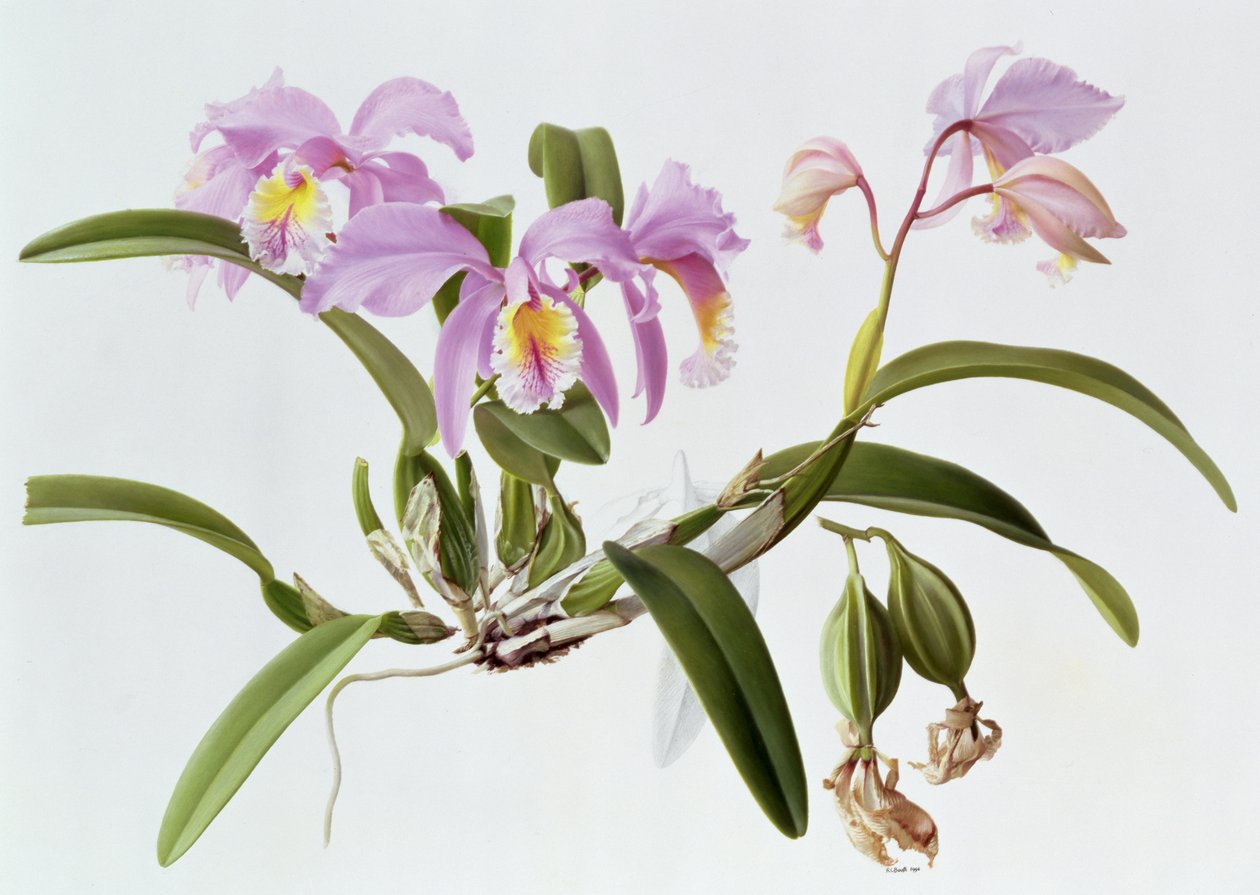 Cattleya Mossiae - Raymond Booth