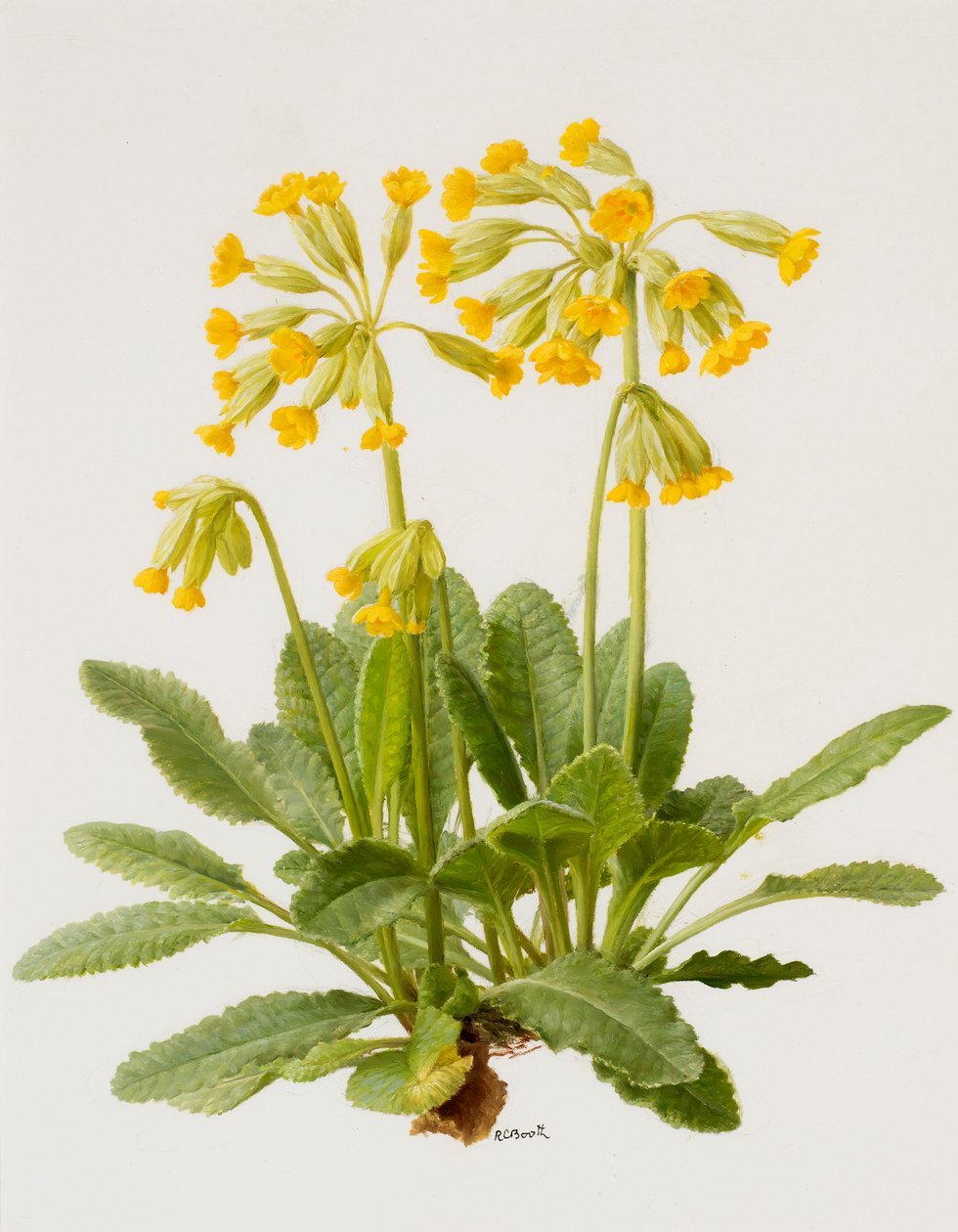 Cowslips (huile sur carton) - Raymond Booth