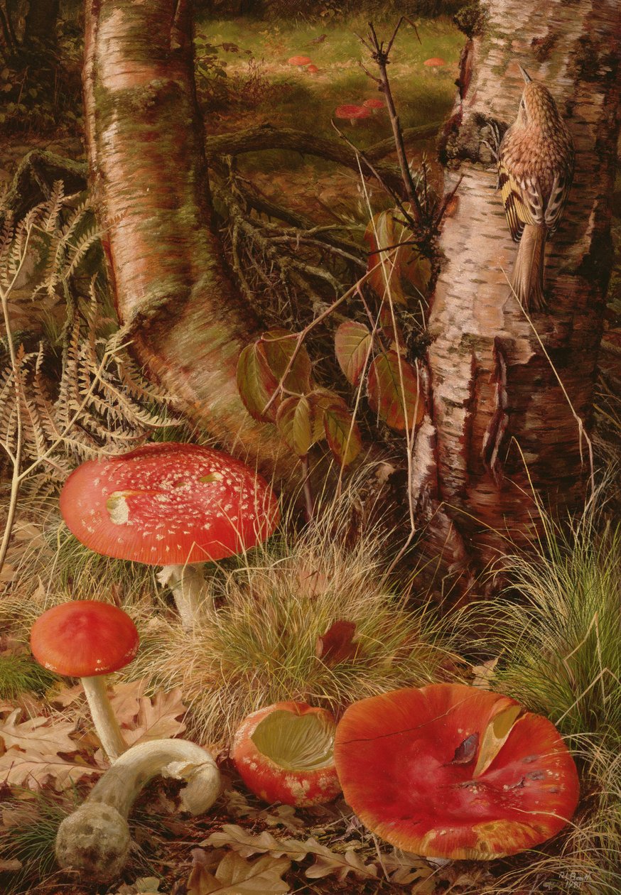 Agarics des mouches - Raymond Booth
