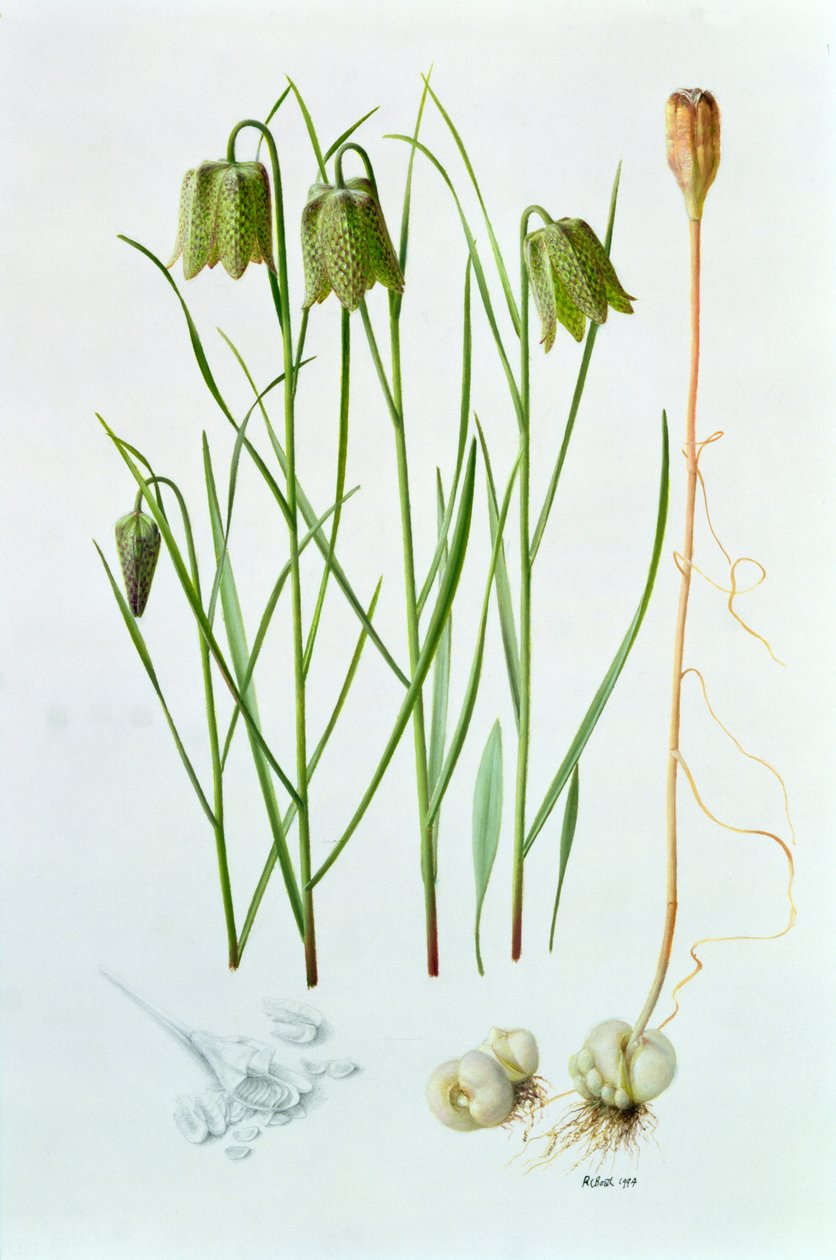 Fritillaria whittallii - Raymond Booth