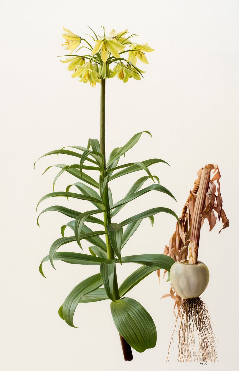 Fritillaria eduardii (huile sur carton) - Raymond Booth