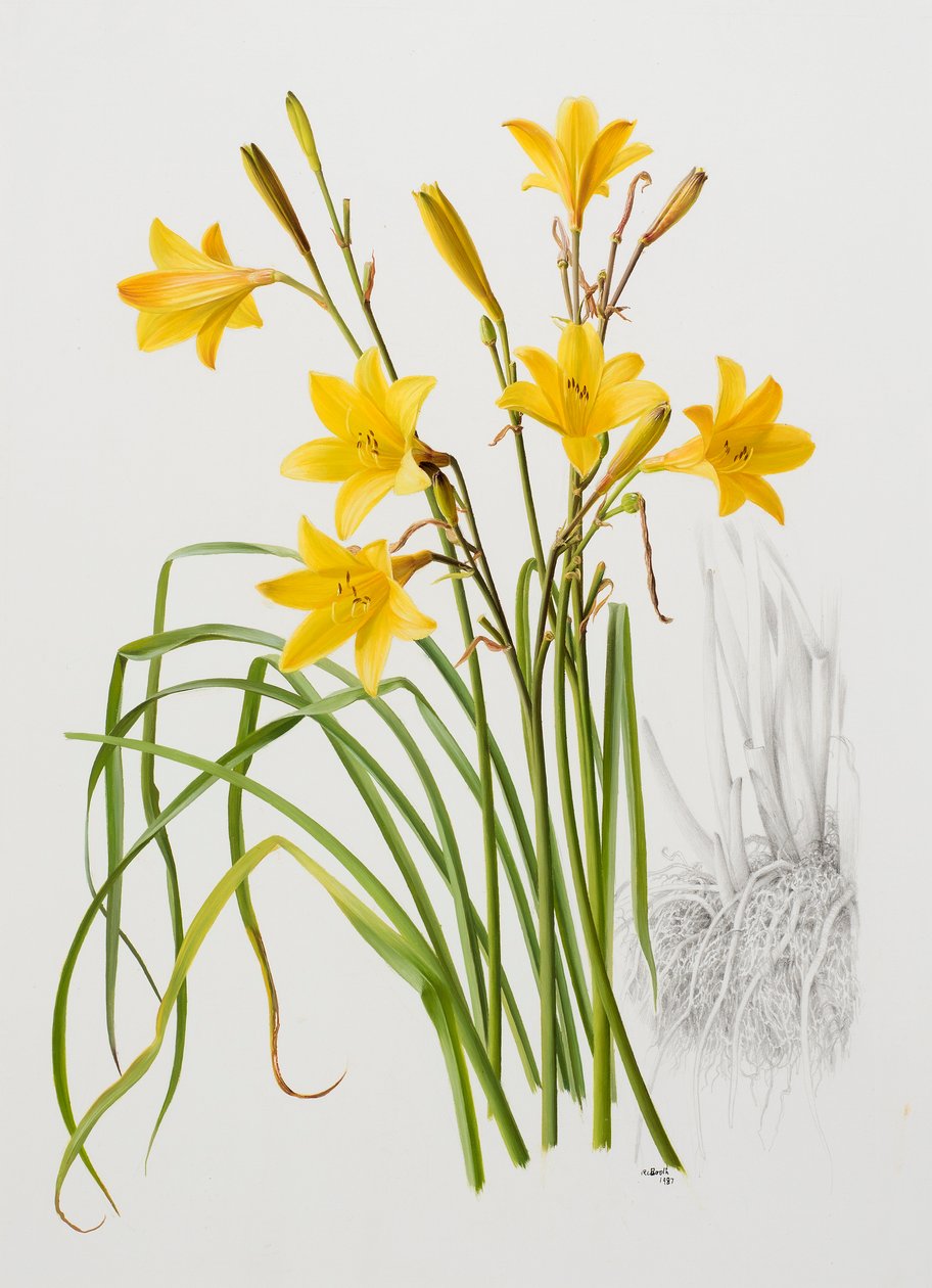Hemerocallis dumortieri - Raymond Booth
