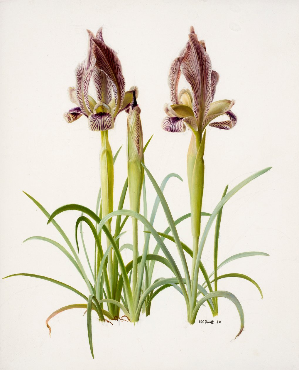 Iris acutiloba (huile sur papier) - Raymond Booth