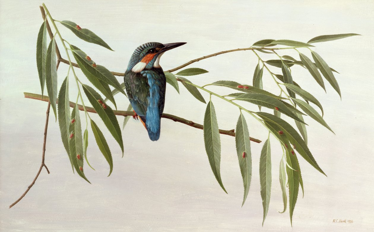 Martin-pêcheur - Raymond Booth